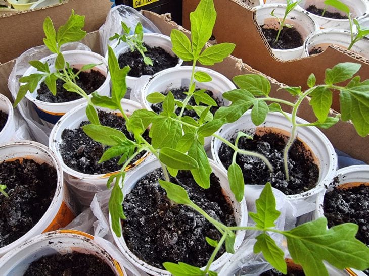 Never do this with seedlings! Otherwise, there will be no harvest. seedling