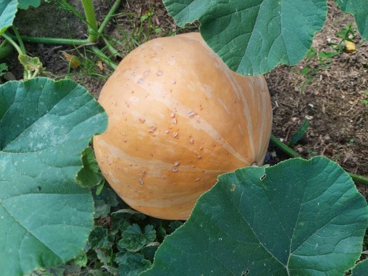 Neighbors are crying with envy! How to grow a giant pumpkin in a regular garden bed pumpkin