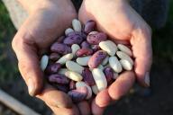 beans